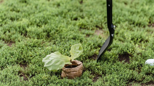 garten grabenarbeiten mit pflanze