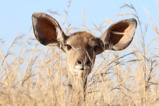gazelle im feld