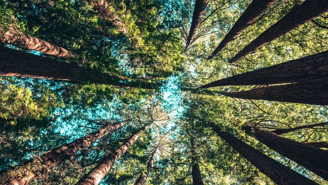 Wald von Ameisenperspektive