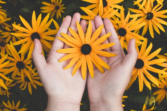 Hände halten Sonnenblumenblüte