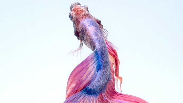 rosaner fisch