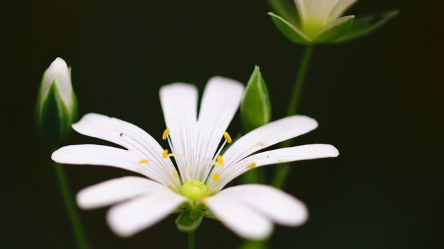 gänseblümchen