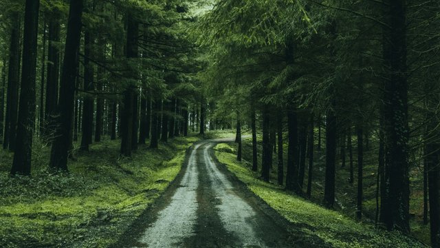 Ein Pfad durch den Wald