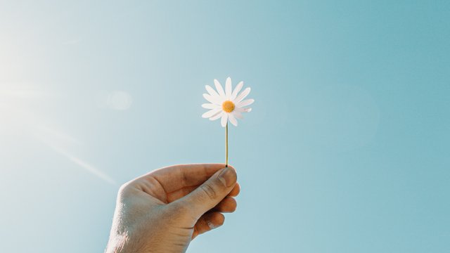 Weiße Blume wird in den blauen Himmel gehalten